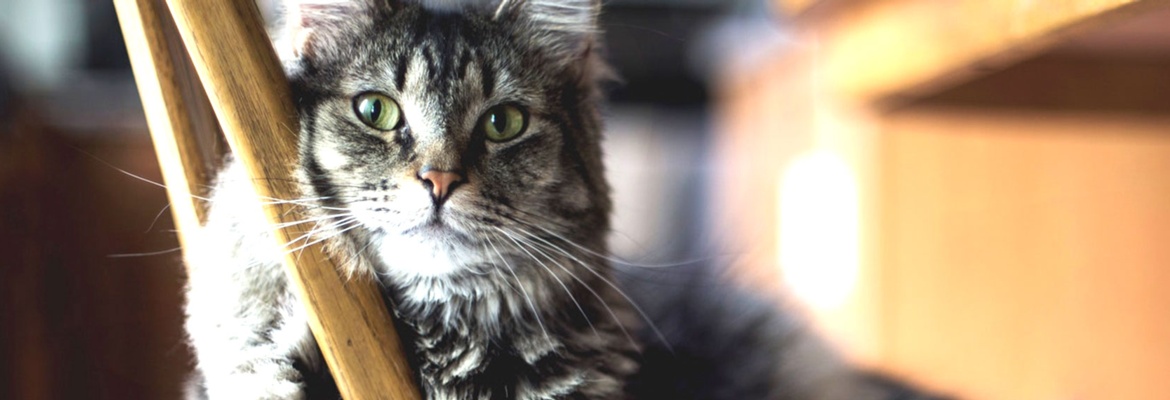 Cat Picture