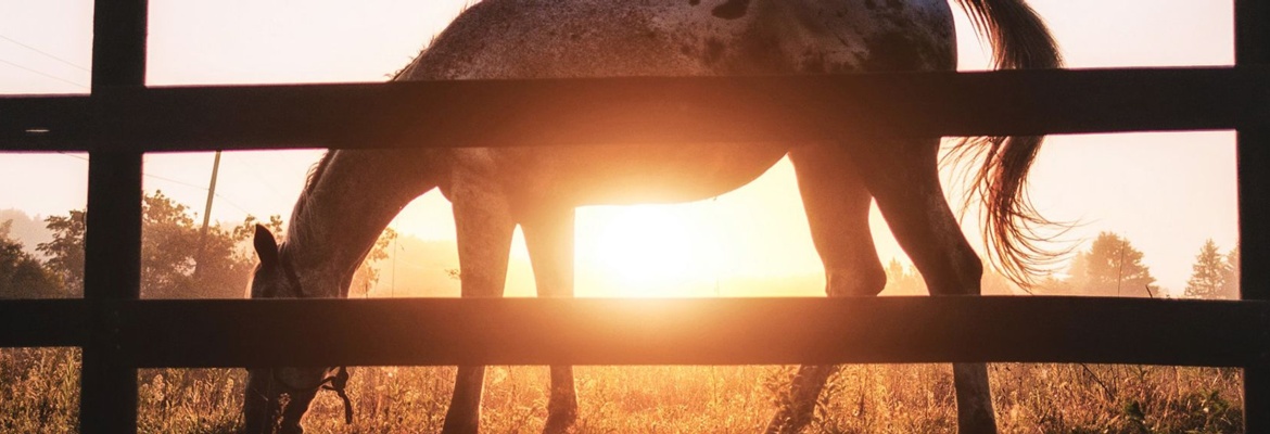 Horse Picture