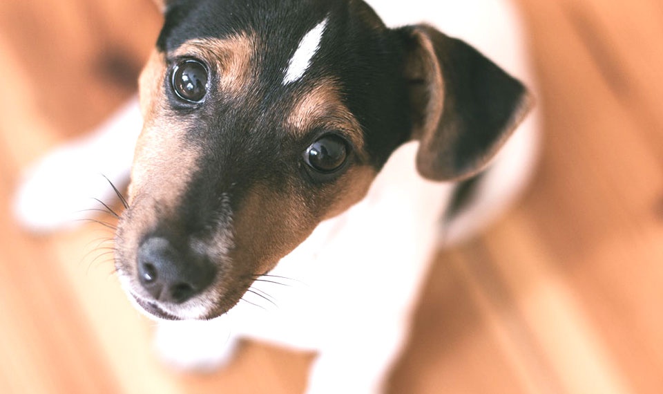 Dog 2