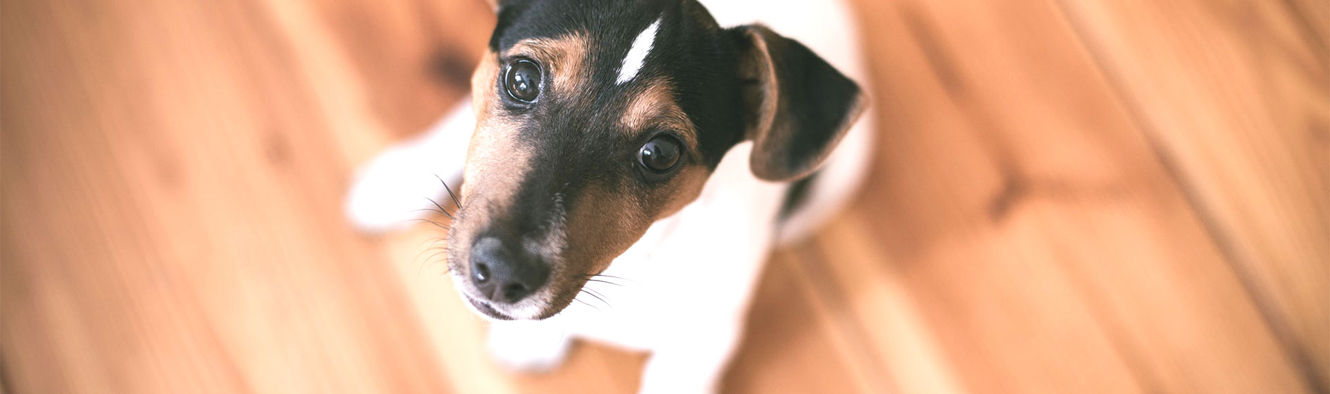 Dog 2