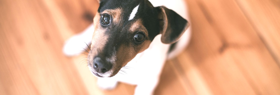 Dog 2 Picture