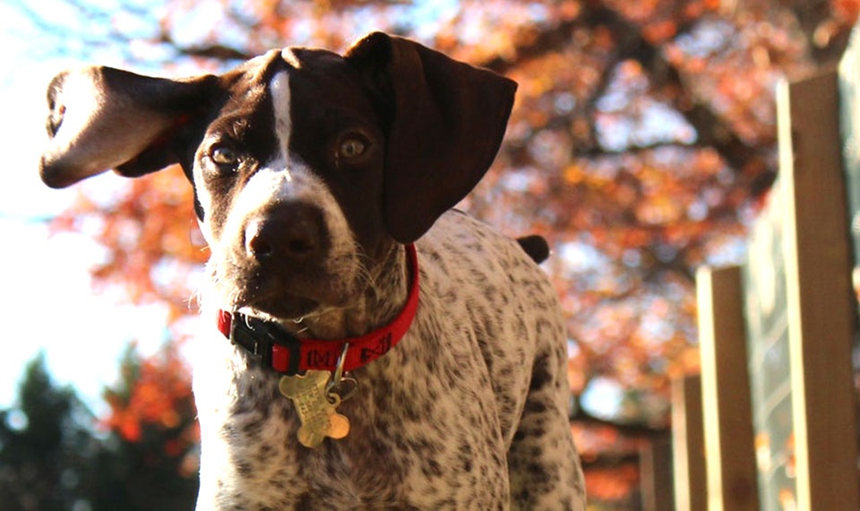 Dog