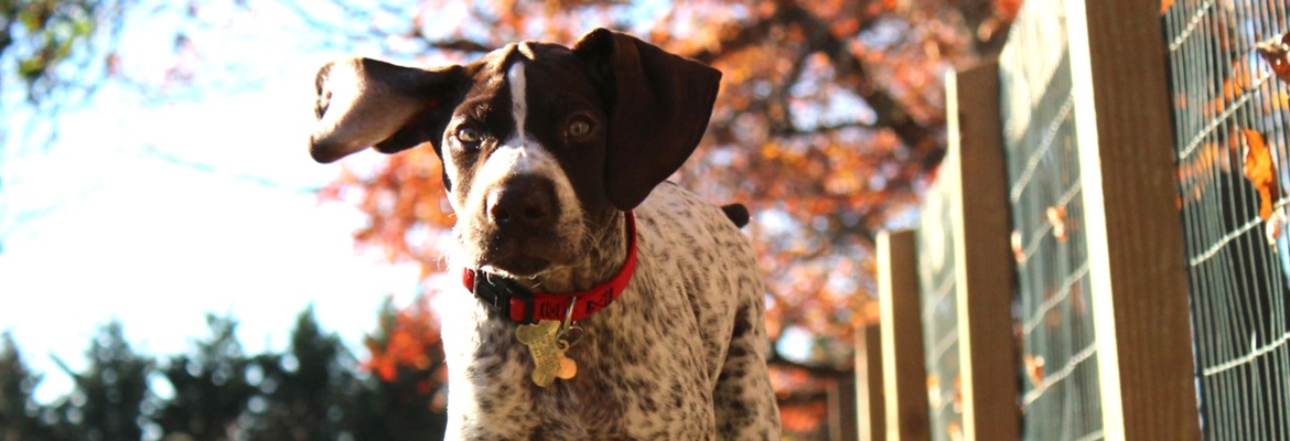 Dog Picture